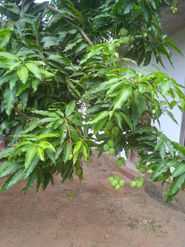 Sanaya Homestay - image 11