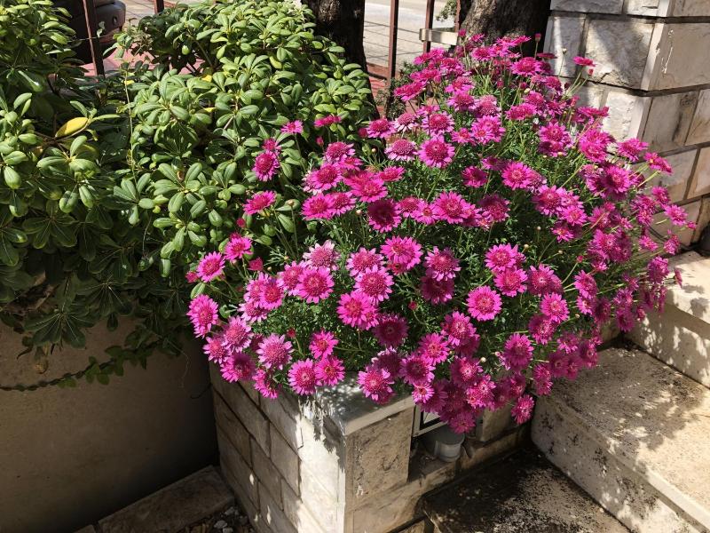 Single Room with Terrace image 1