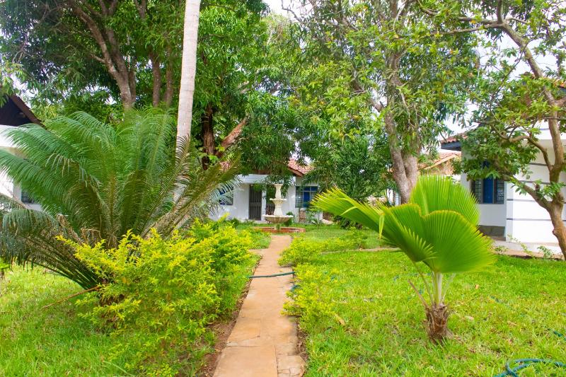 Cycad Palm Diani - image 4