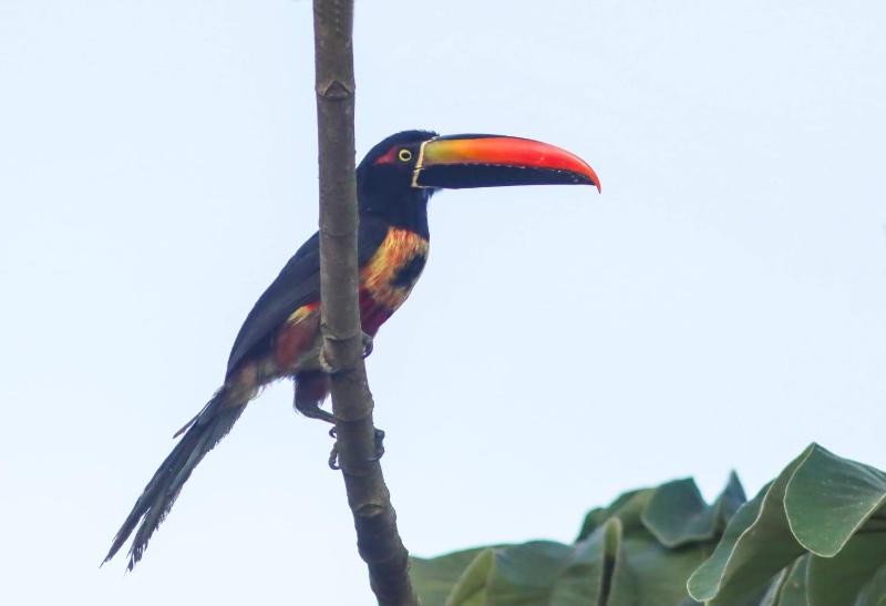 Casa Coral - Hospedaje - image 11