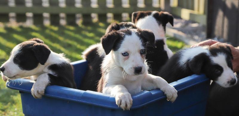 One-Bedroom Chalet image 2