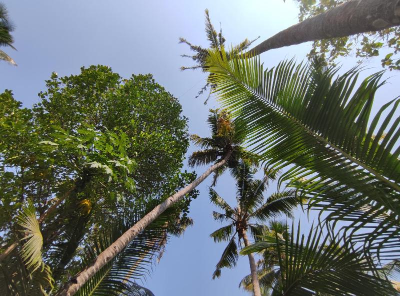 Mavila Beach Resort Kerala's Heritage Temple Villa - image 22