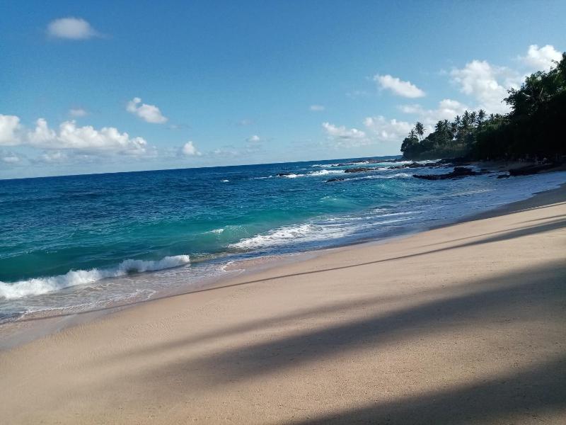 Surf Paradise - image 46
