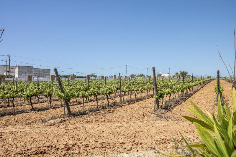 Quinta Dionysus by Algarve Holidays - image 34
