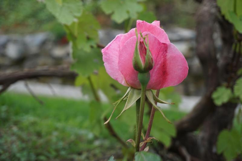 Agriturismo U muinettu - image 6
