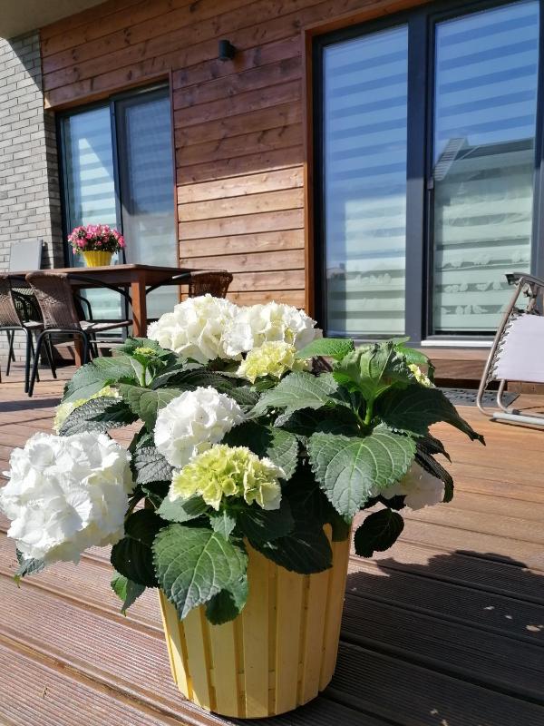 Geltoni apartamentai - image 20