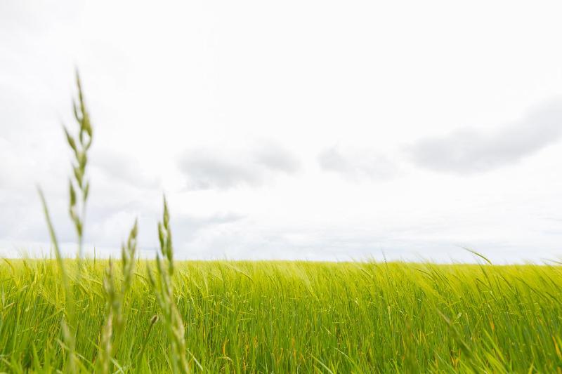 Green Fields - image 28