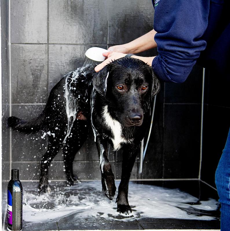 Superior Apartment (Dog Friendly)  image 4
