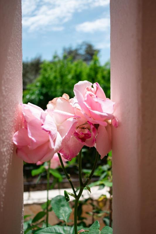 Dimitra's Garden - Holiday Apartments - image 28