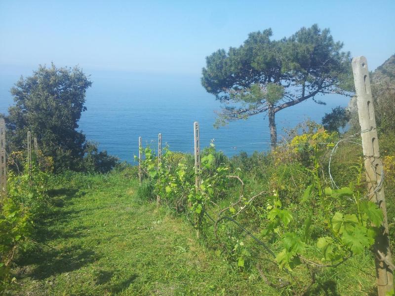 Apartment Camere Cinque Terre Andrea - image 15