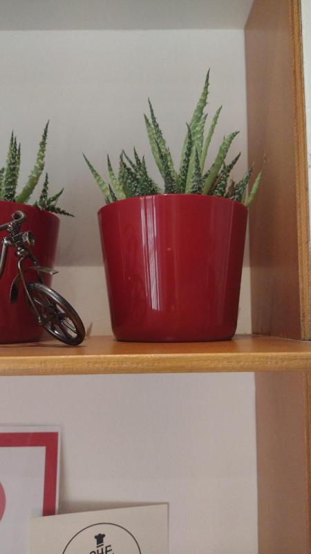 Double or Twin Room image 2