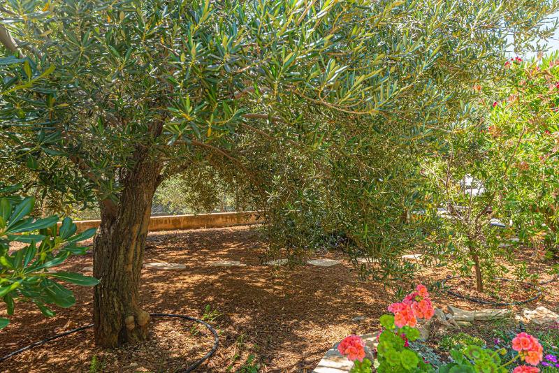 Apartment with Terrace image 1