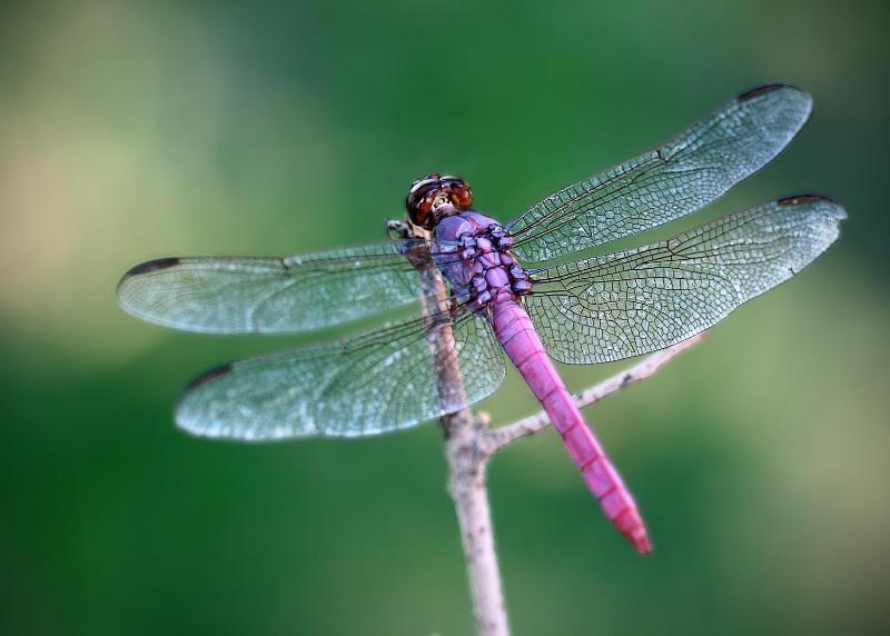 Dragonfly - image 38