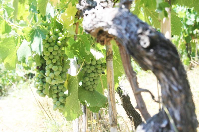 Poderi Lenzi - image 23