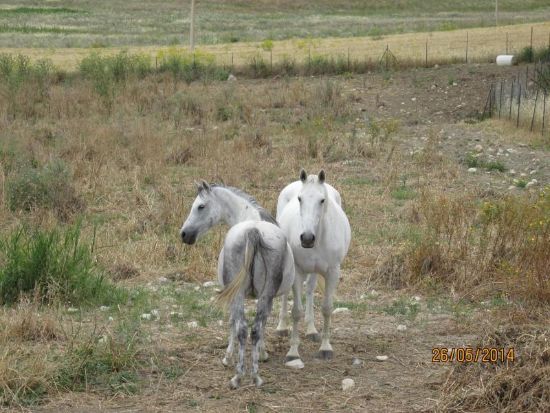 Agriturismo Reggia Saracena - image 12