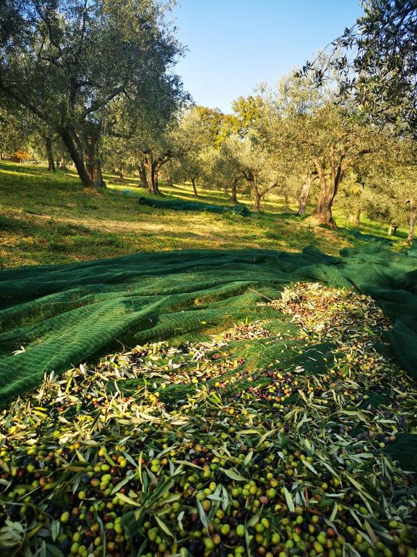 Agriturismo Monte Oliveto - image 2