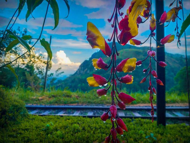 Ella Happy View Homestay - image 45