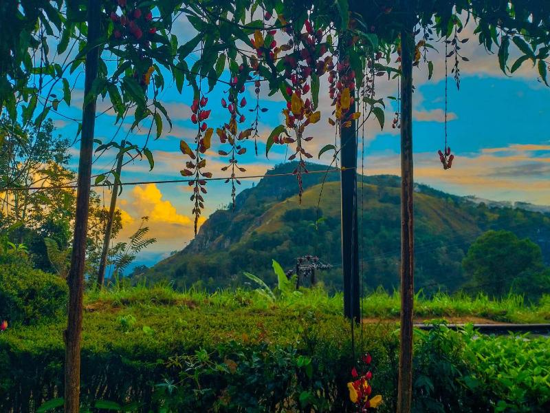 Ella Happy View Homestay - image 37