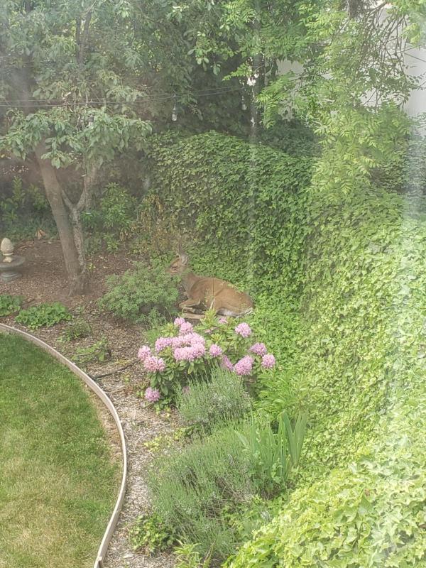 Queen Room with Garden View image 2