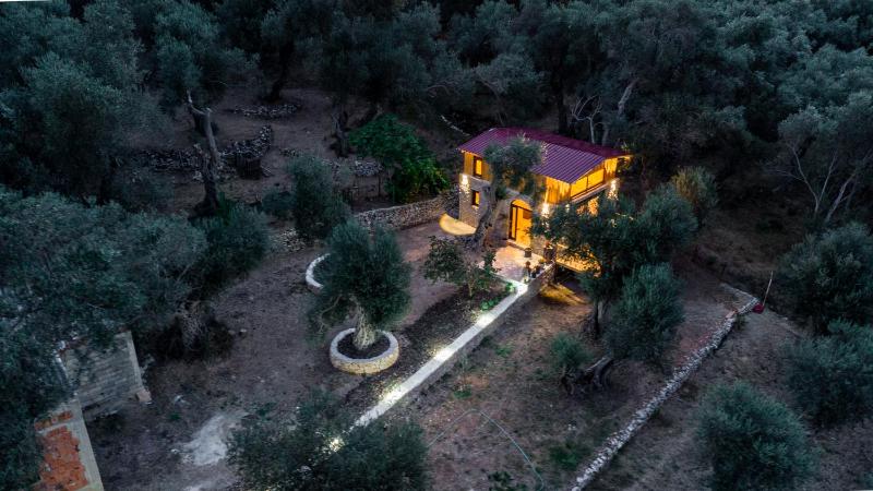Olive Treasure - image 4