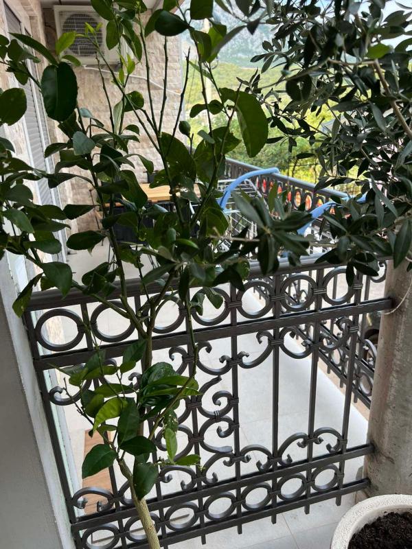 Apartment with Terrace image 3