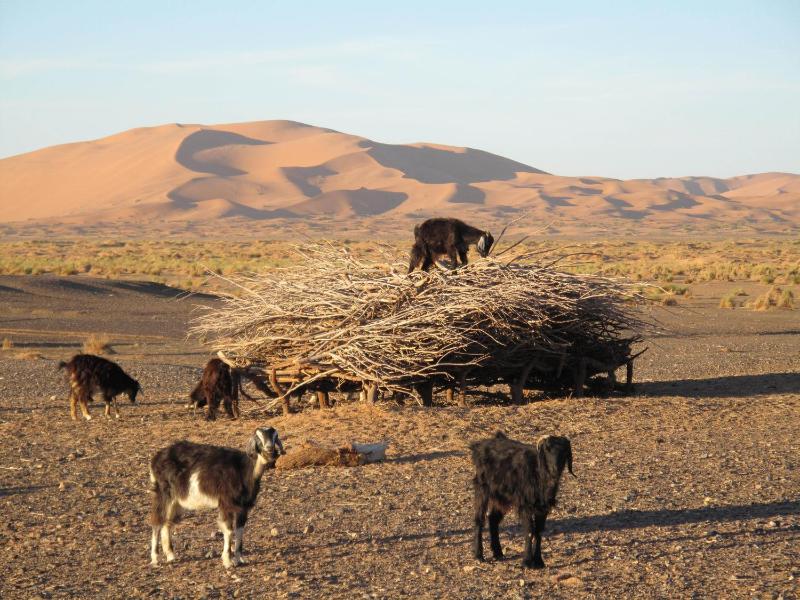 Sahara camel tours camp - image 9