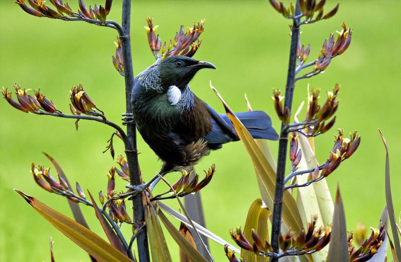 Taupo Debretts Spa Resort - image 21