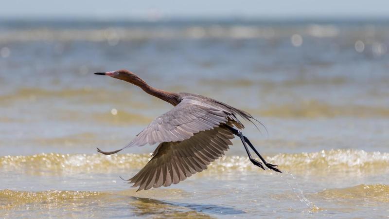 Sandpiper Beach #405 - image 21