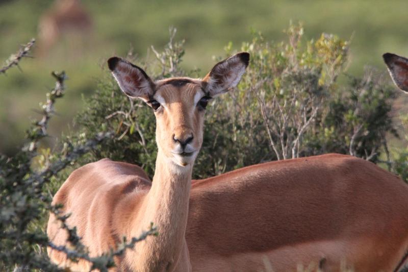 Indalu Game Reserve - image 4