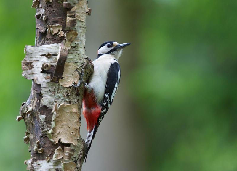 Bird Cottage Burgh - image 11