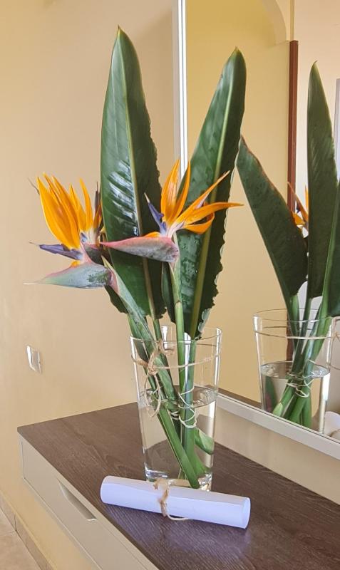 Apartamentos Strelitzias - image 14