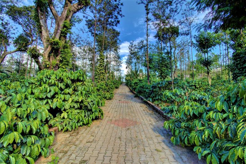 Coorg Bliss Estate Stay - image 24