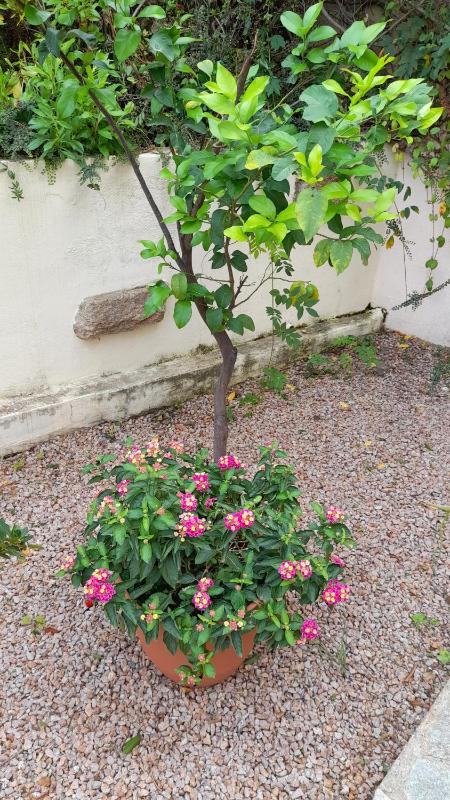 Apartment with Sea View and Garden image 3