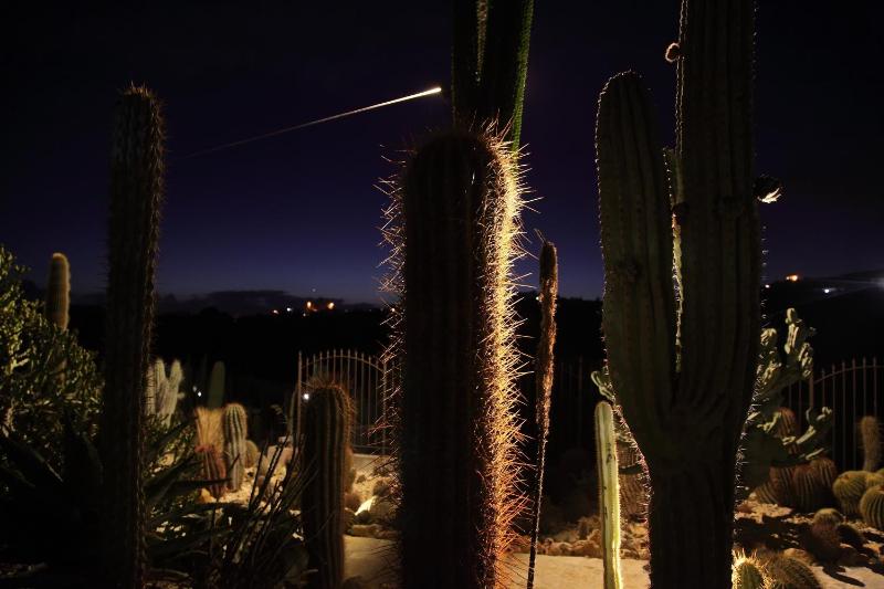 Garden Cactus - image 14