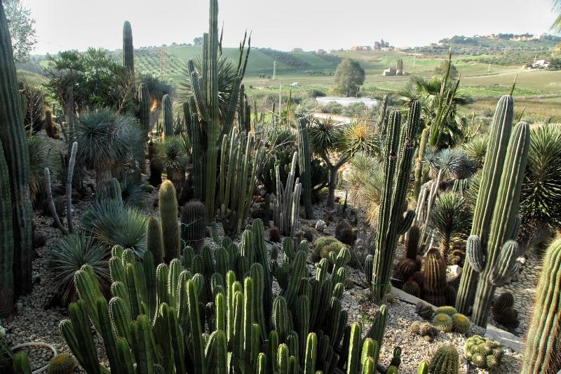 Garden Cactus - image 35