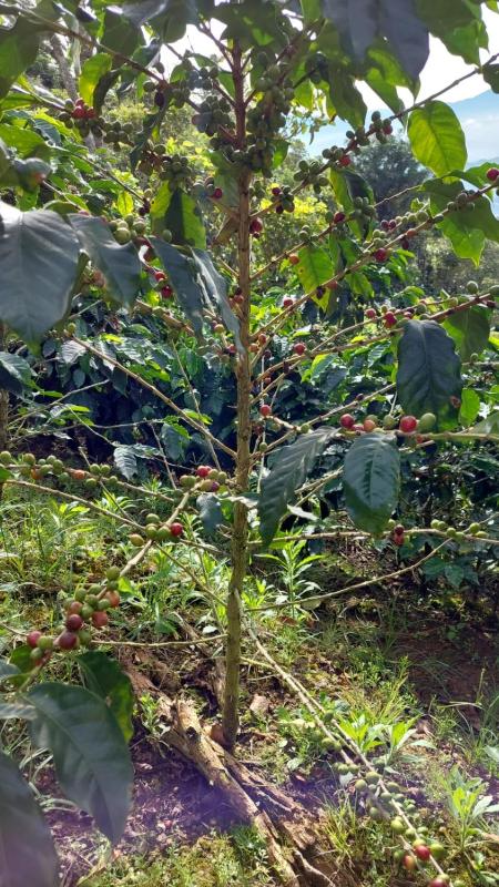 Hospedaje Coffee Mountain - image 15