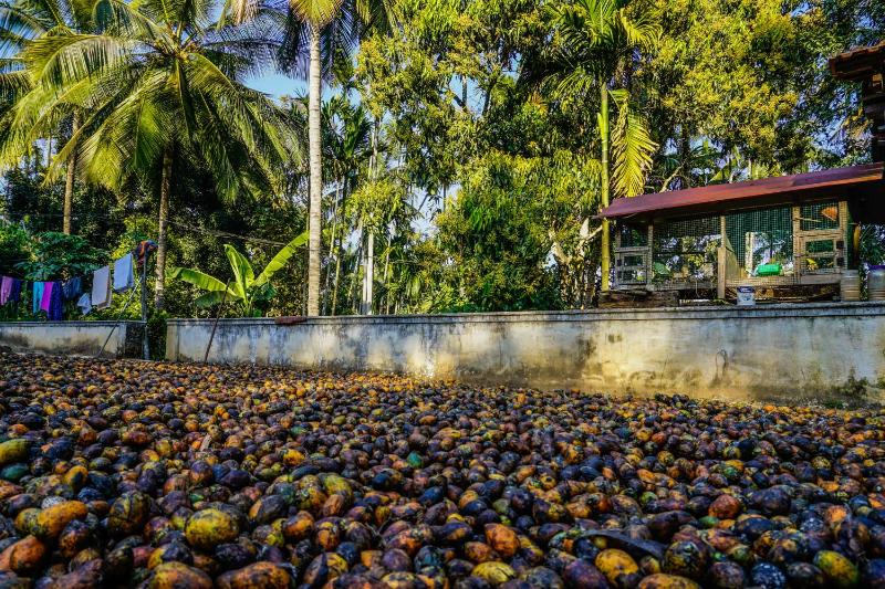 Spice Garden Farm house - image 46