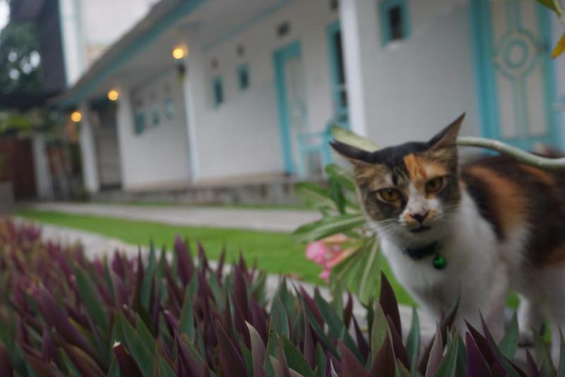 Rose Homestay - image 22