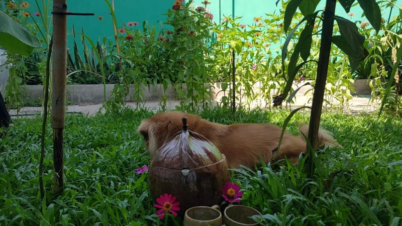 Bloom Garden Bed & Breakfast - image 6