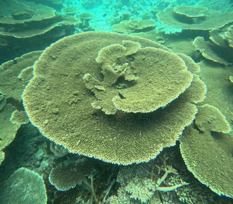 Fulidhoo Ihaa Lodge - image 16