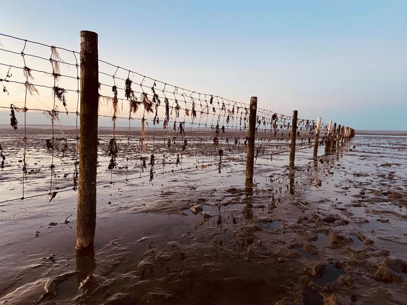Ferien im Wangerland Ferienwohnung INSEL Minsen Schillig Hund Pool Sauna - image 19