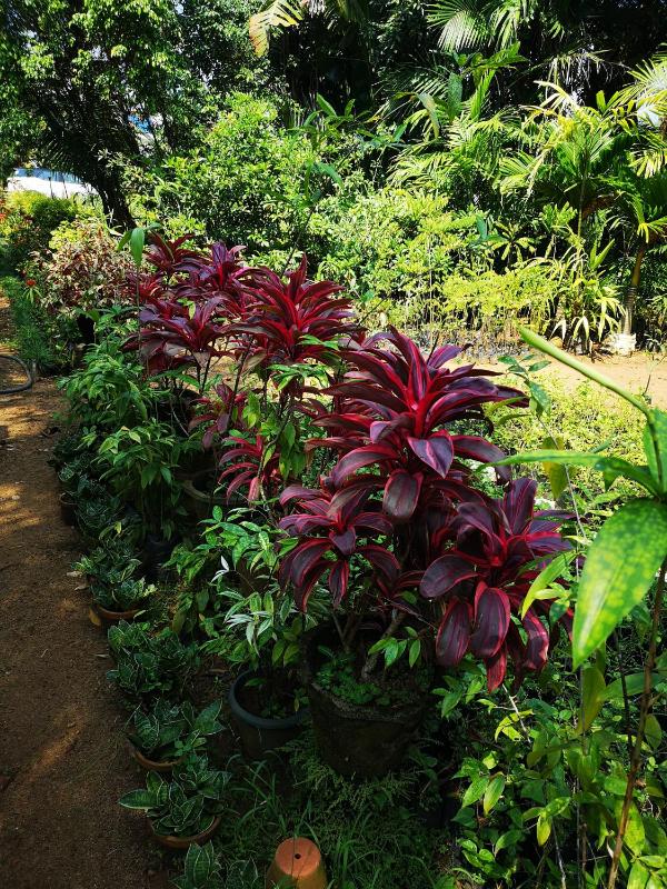 CHERAI LAKE RESORT - image 34