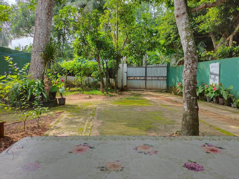 Ancient Tree - image 7