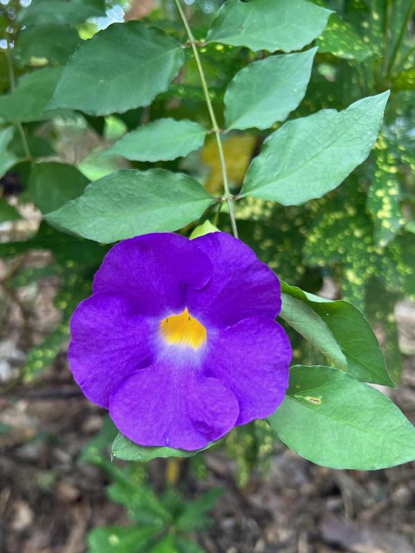 Lao Lake House - image 15
