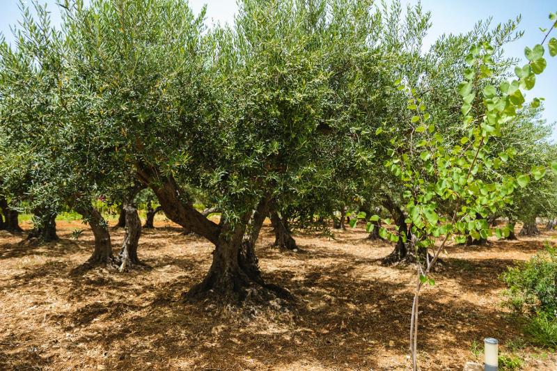 Casale la Macina Residence Scopello - image 48