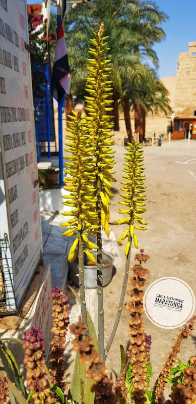 HabuHeritageHomeStayInLuxor - image 9