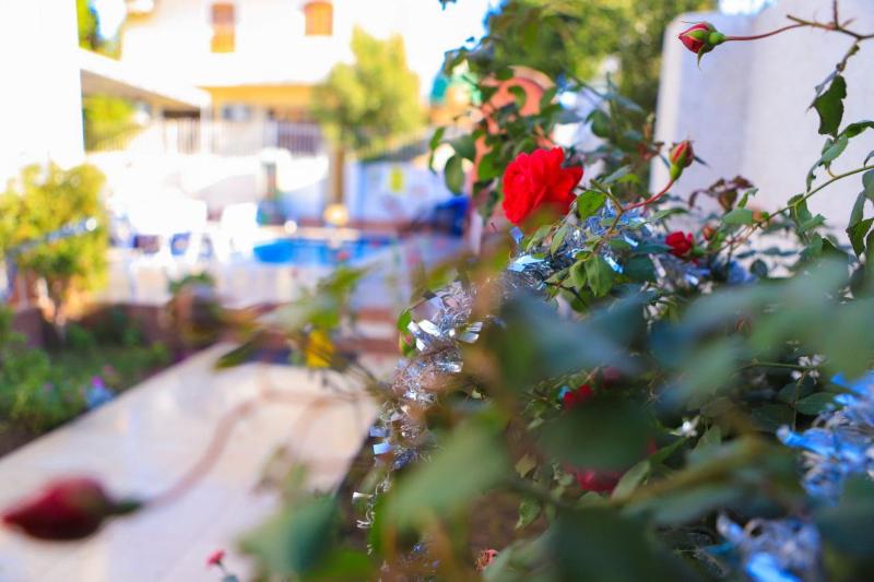 Luxor Oasis Guest House - image 4