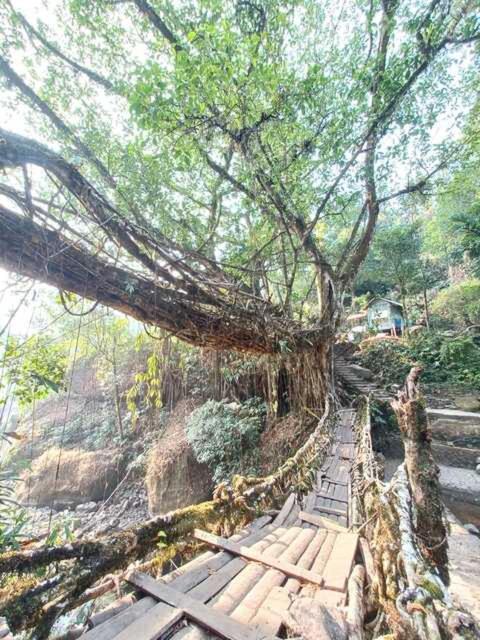 Odyssey Stays Nongriat - 3Kms trek from Main Road - image 14