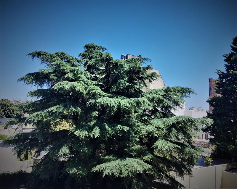 Studio Baires - image 7