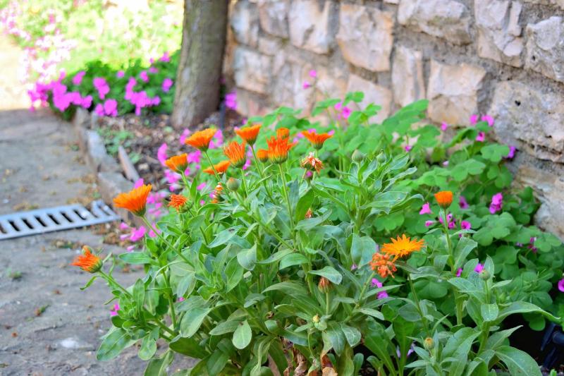 Apartment with Garden View image 1